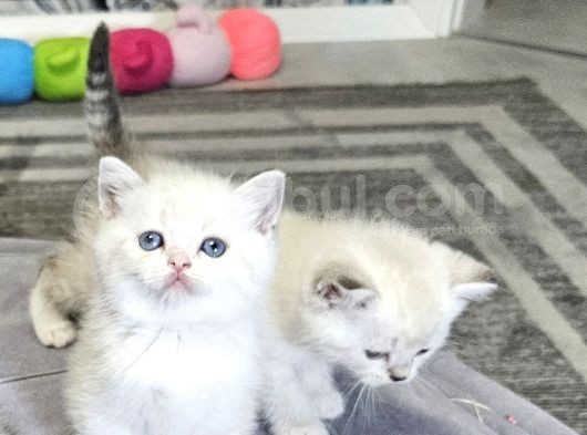 Beyaz Mavi Gözlü Aşiri Tatlı British Shorthair  Yavrular görsel