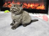 Çok Özel Nadir Bulunan Rengte British Shorthair Yavrular