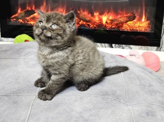 Çok Özel Nadir Bulunan Rengte British Shorthair Yavrular görsel