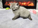 Çok Özel Nadir Bulunan Rengte British Shorthair Yavrular