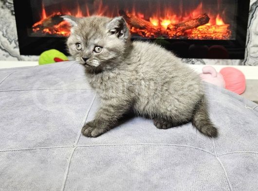 Çok Özel Nadir Bulunan Rengte British Shorthair Yavrular görsel