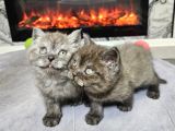 Çok Özel Nadir Bulunan Rengte British Shorthair Yavrular