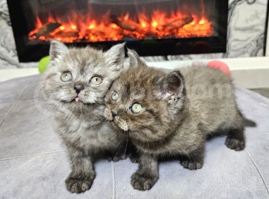 Çok Özel Nadir Bulunan Rengte British Shorthair Yavrular görsel