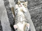 Çok Özel Nadir Bulunan Rengte British Shorthair Yavrular