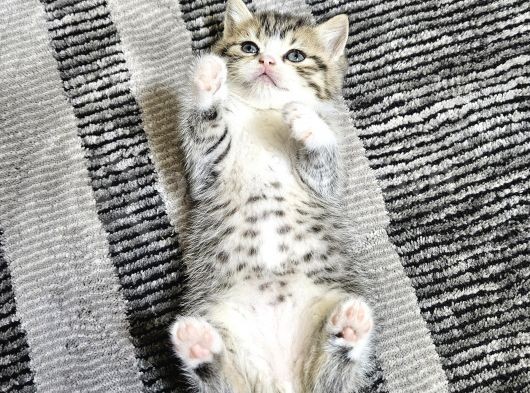 Çok Özel Nadir Bulunan Rengte British Shorthair Yavrular görsel