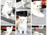 Beyaz mavi gözlü aşiri tatlı british shorthair  yavrular