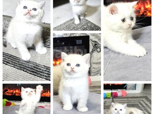 Beyaz Mavi Gözlü Aşiri Tatlı British Shorthair  Yavrular