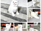 Beyaz Mavi Gözlü Aşiri Tatlı British Shorthair  Yavrular