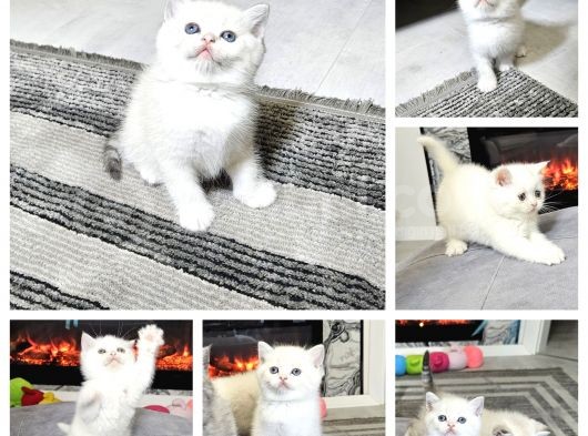 Beyaz Mavi Gözlü Aşiri Tatlı British Shorthair  Yavrular görsel