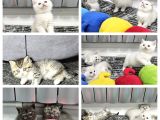 Aile Sıcaklığnda Büyüyen  Scottish Fold British Yvrlr