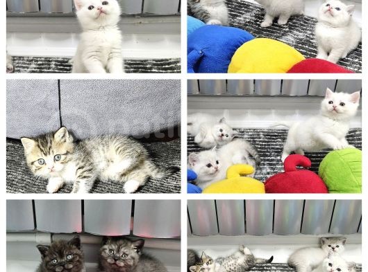 Aile Sıcaklığnda Büyüyen  Scottish Fold British Yvrlr görsel