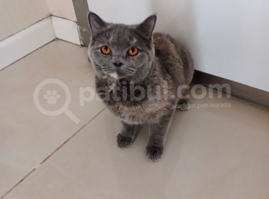 5 Aylık Adı Gibi Tüyleri Pamuk görsel