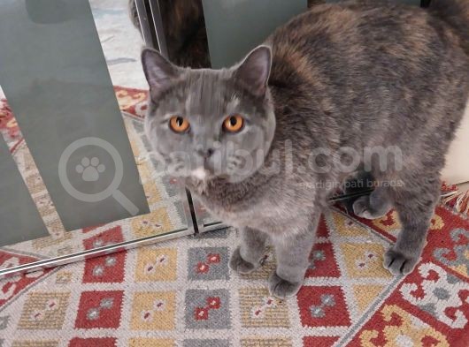 5 Aylık Adı Gibi Tüyleri Pamuk görsel