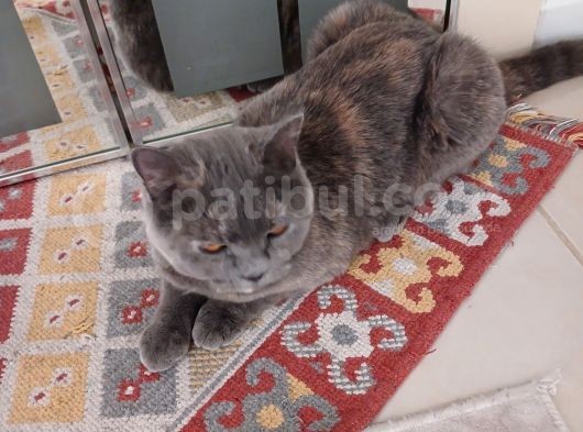 5 Aylık Adı Gibi Tüyleri Pamuk görsel