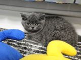 Aile Sıcaklığnda Büyüyen  Scottish Fold British Yvrlr