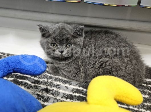 Aile Sıcaklığnda Büyüyen  Scottish Fold British Yvrlr görsel
