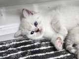Aile Sıcaklığnda Büyüyen  Scottish Fold British Yvrlr