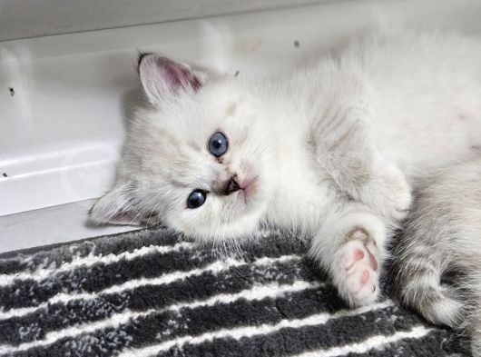 Aile Sıcaklığnda Büyüyen  Scottish Fold British Yvrlr görsel