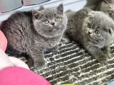Aile Sıcaklığnda Büyüyen  Scottish Fold British Yvrlr