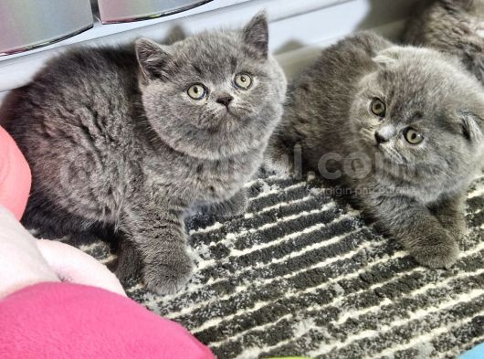 Aile Sıcaklığnda Büyüyen  Scottish Fold British Yvrlr görsel