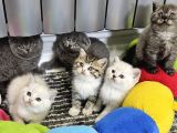 Aile sıcaklığnda büyüyen  scottish fold british yvrlr