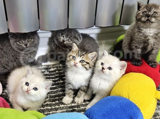 Aile Sıcaklığnda Büyüyen  Scottish Fold British Yvrlr