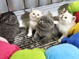 Aile Sıcaklığnda Büyüyen  Scottish Fold British Yvrlr