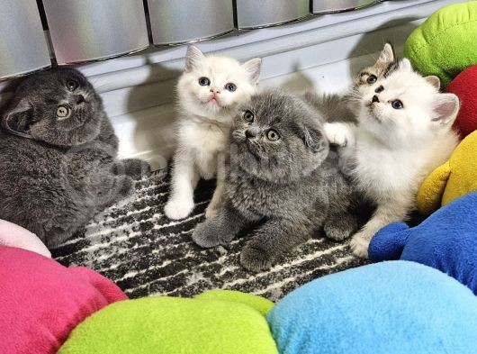 Aile Sıcaklığnda Büyüyen  Scottish Fold British Yvrlr görsel