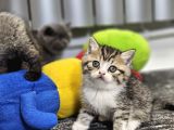 Aile Sıcaklığnda Büyüyen  Scottish Fold British Yvrlr