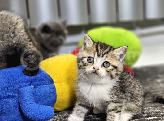 Aile Sıcaklığnda Büyüyen  Scottish Fold British Yvrlr görsel