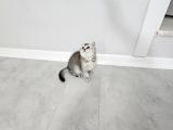Aile Sıcaklığnda Büyüyen  Scottish Fold British Yvrlr