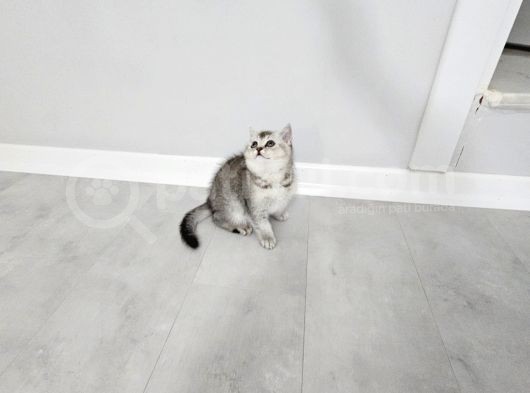 Aile Sıcaklığnda Büyüyen  Scottish Fold British Yvrlr görsel