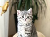 Safkan Bri̇ti̇sh Shorthai̇r Yavrularim