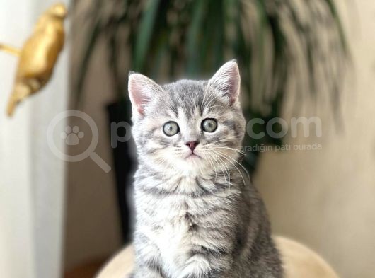 Safkan Bri̇ti̇sh Shorthai̇r Yavrularim görsel