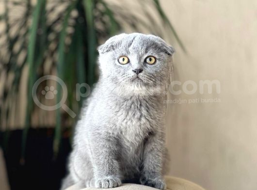 Oyuncu Safkan Scotti̇sh Fold Yavrularim görsel