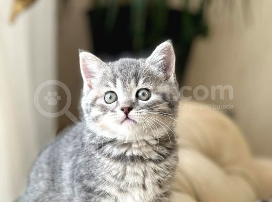 Safkan Bri̇ti̇sh Shorthai̇r Yavrularim görsel