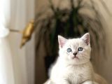 Safkan Bri̇ti̇sh Shorthai̇r Yavrularim