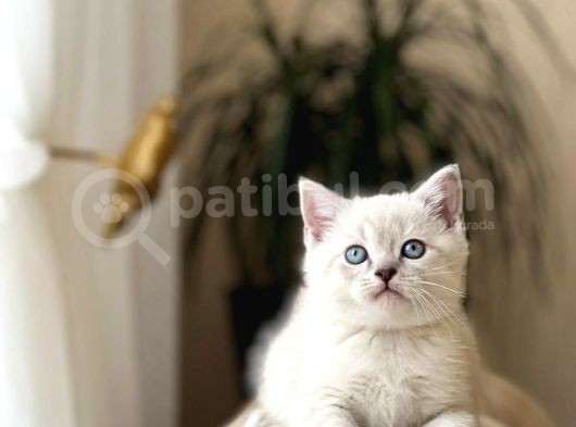 Safkan Bri̇ti̇sh Shorthai̇r Yavrularim görsel