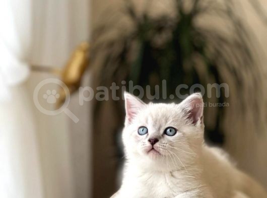 Safkan Bri̇ti̇sh Shorthai̇r Yavrularim
