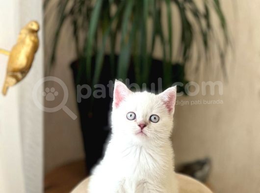 Safkan Bri̇ti̇sh Shorthai̇r Yavrularim görsel