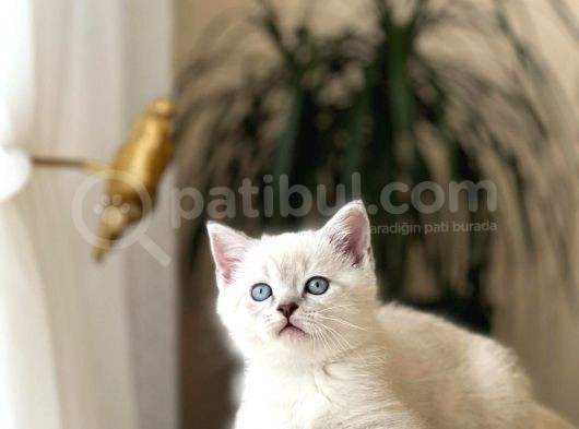 Safkan Bri̇ti̇sh Shorthai̇r Yavrularim görsel
