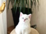 Safkan Bri̇ti̇sh Shorthai̇r Yavrularim