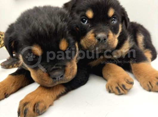 Efsane Orjinal Safkan Yavrular Erkek Rottweiler