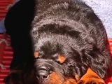Koca Kafa Macar Rotwei̇ller Yavrulari