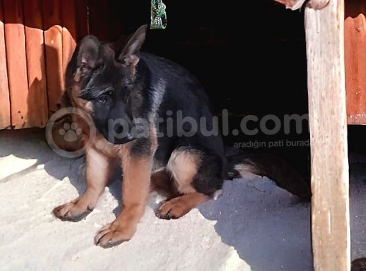 Mükemmel Anatomi̇ A Scrli̇ Alman Çoban Yavrularimiz Istanbul görsel