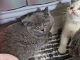 Aile Sıcaklığnda Büyüyen  Scottish Fold British Yvrlr