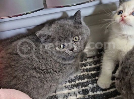 Aile Sıcaklığnda Büyüyen  Scottish Fold British Yvrlr görsel