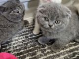Aile Sıcaklığnda Büyüyen  Scottish Fold British Yvrlr
