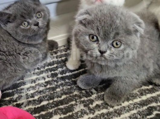 Aile Sıcaklığnda Büyüyen  Scottish Fold British Yvrlr görsel