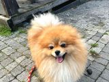 Full class pomeranian boo erkek